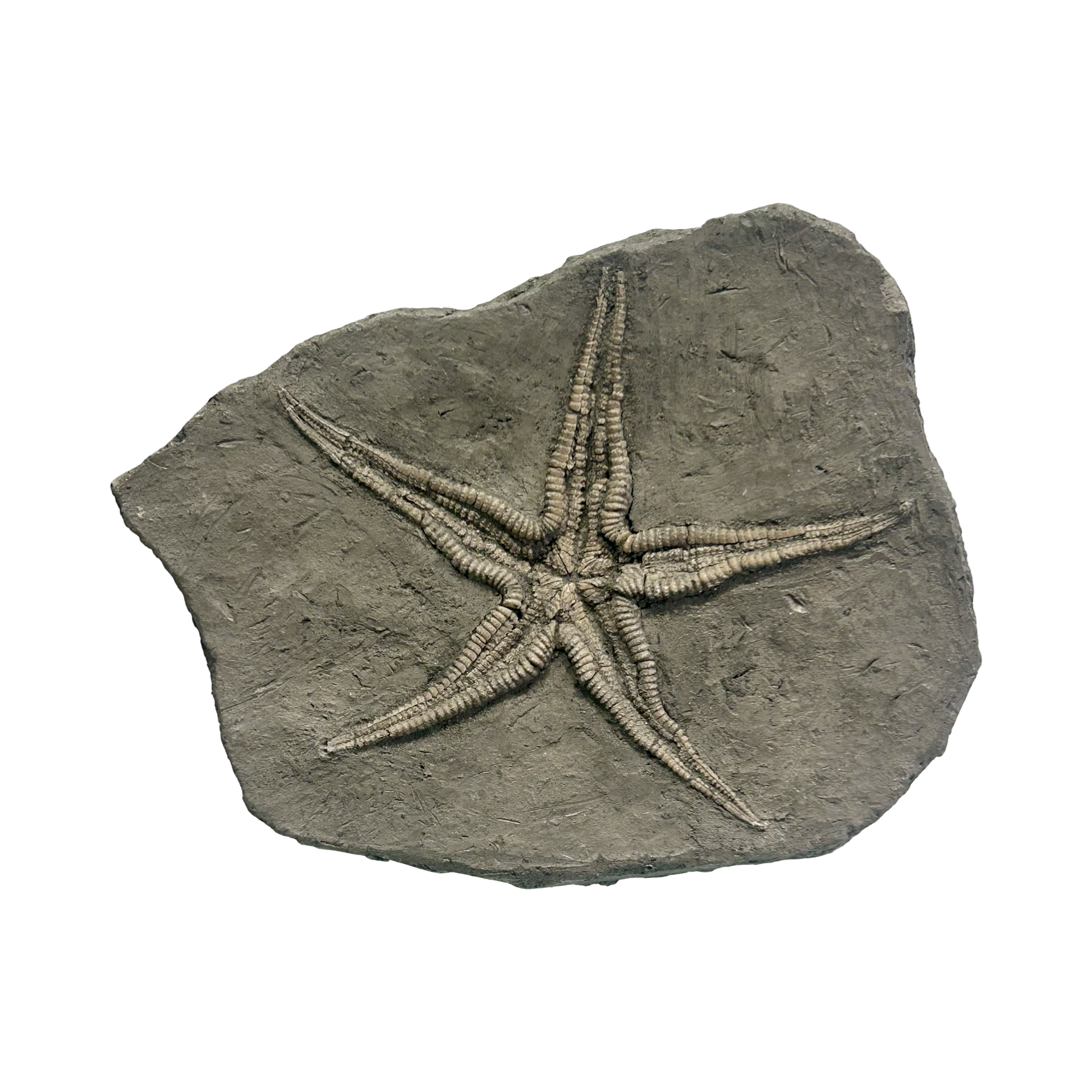 Fossilized Starfish From France